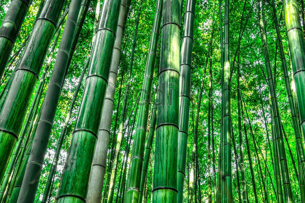 Inilah Kelebihan Material Bambu yang Jarang Diketahui