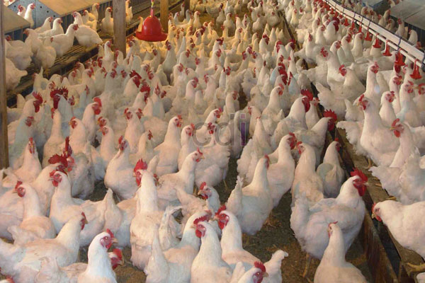 Sekam Padi untuk Peternakan