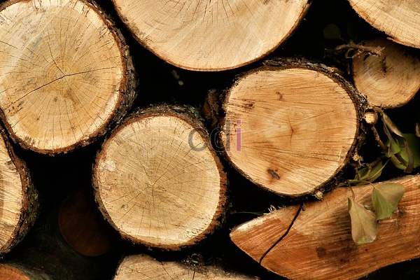 Jual Reng Kayu Borneo Di Pasir Putih Depok