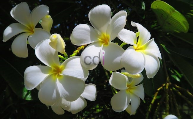 Jasa Pembuatan Taman Minimalis Di Tugu Depok