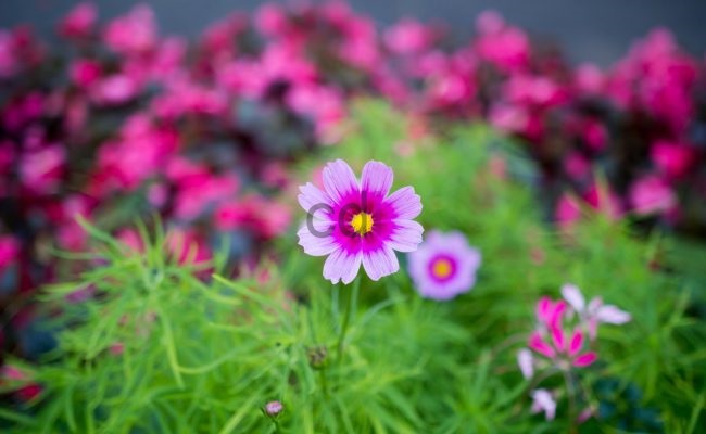 Jasa Pembuatan Taman Minimalis Di Mampang Prapatan Jakarta