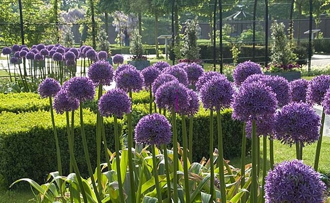 Jasa Pembuatan Taman Rumah Modern Di Lawang Gintung Bogor